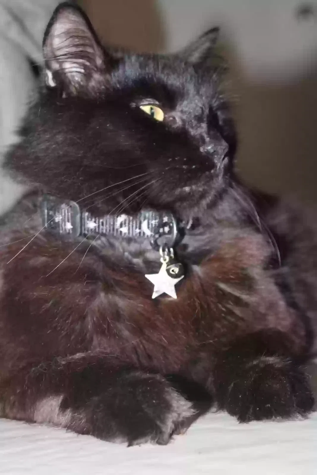Lost cat in Jacksonville, FL, 32218
