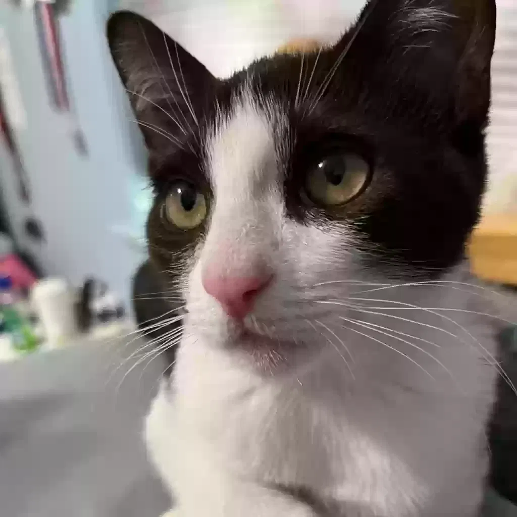 Lost cat in Santa Rosa, CA, 95401