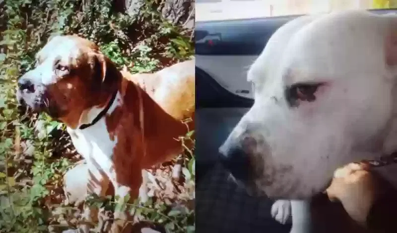 Found dog in Cosby, TN, 37722