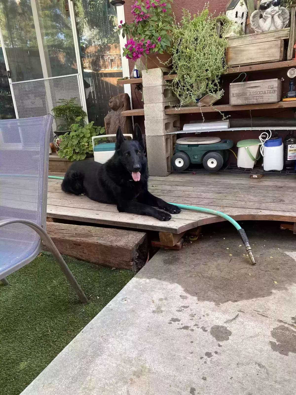 Found dog in Escalon, CA, 95320