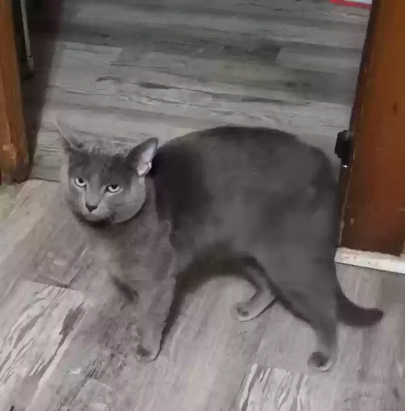 Lost cat in Milwaukee, WI, 53215