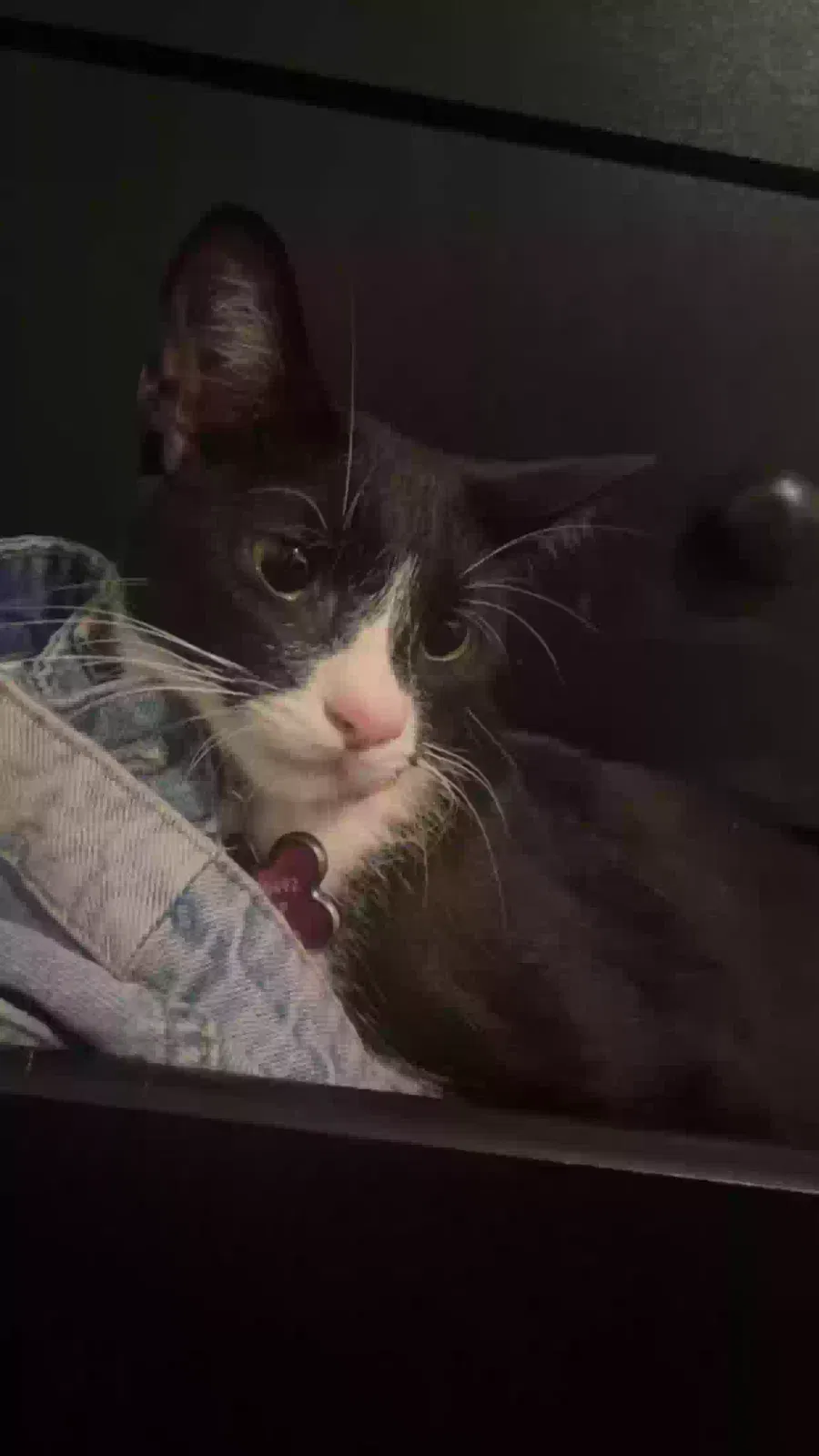 Lost cat in Milwaukee, WI, 53215