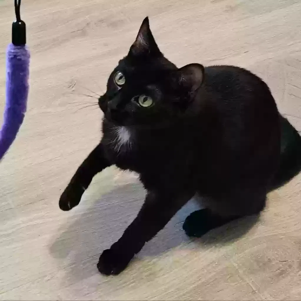 Lost cat in Columbia, MO, 65202