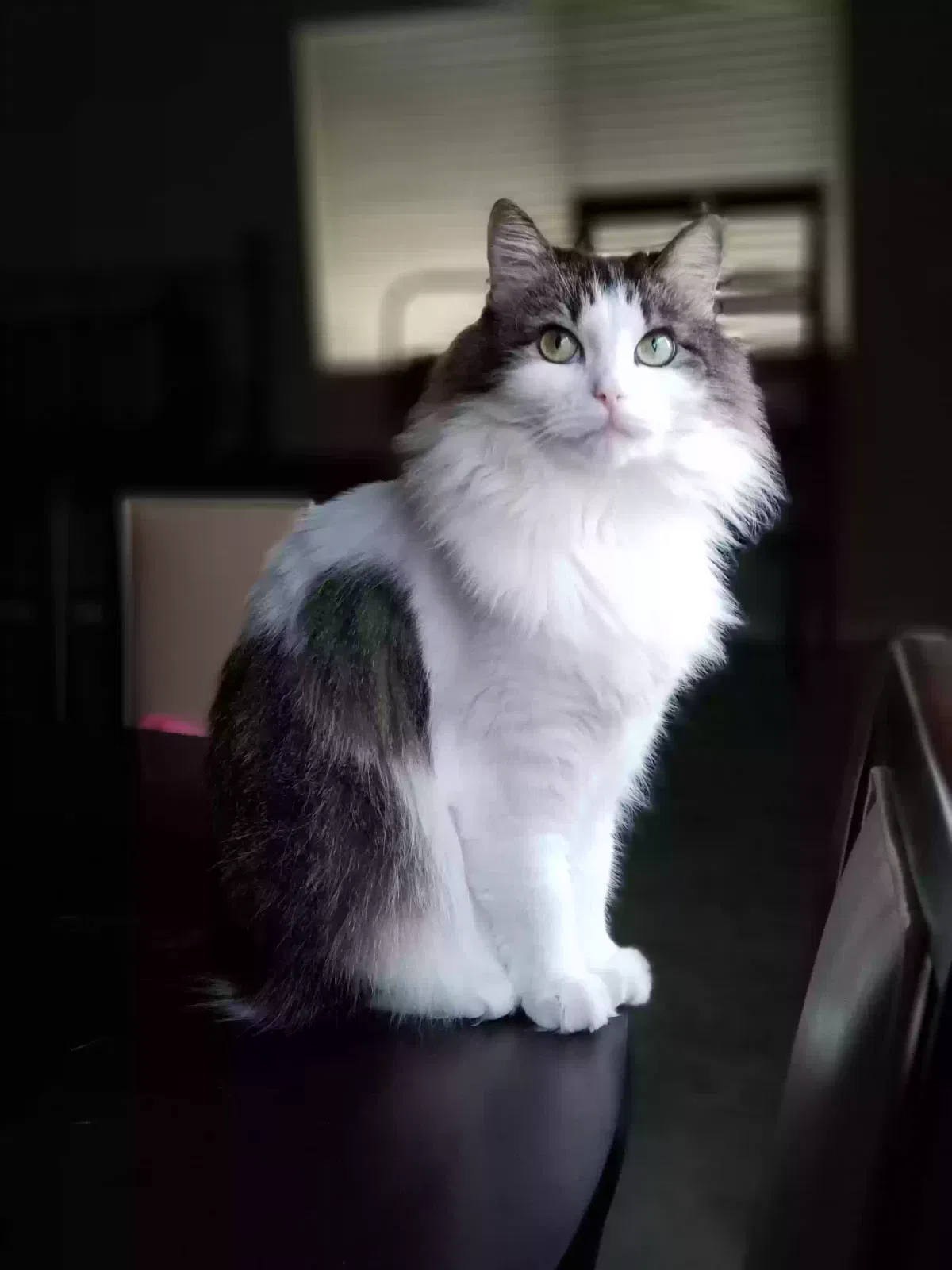 Lost cat in Vacaville, CA, 95687