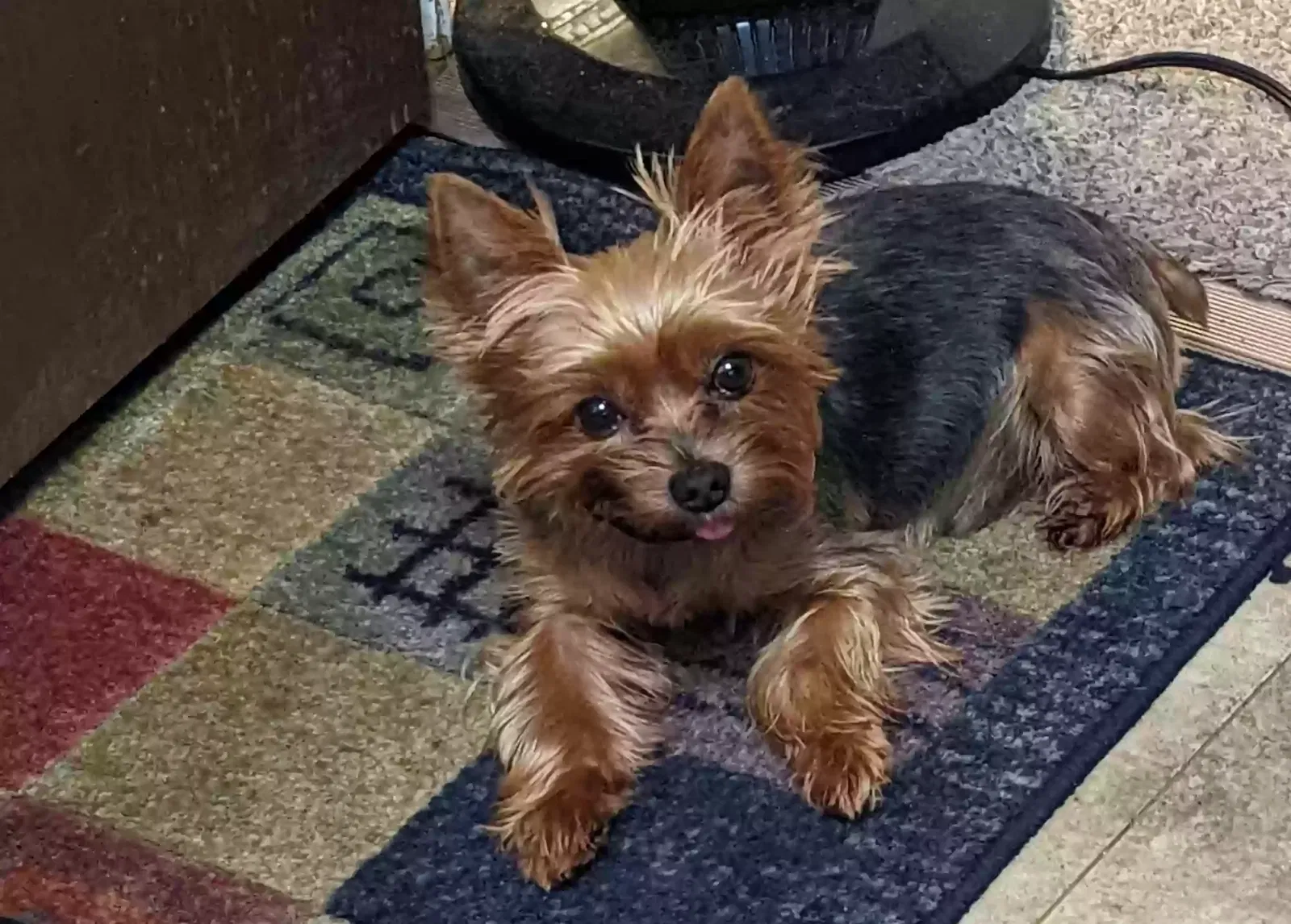 Lost dog in Vine Grove, KY, 40175