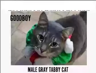Lost cat in Woburn, MA, 1801