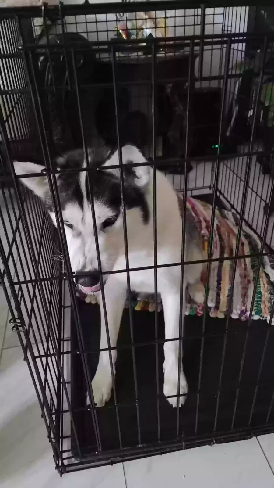 Found dog in Indianapolis, IN, 46241