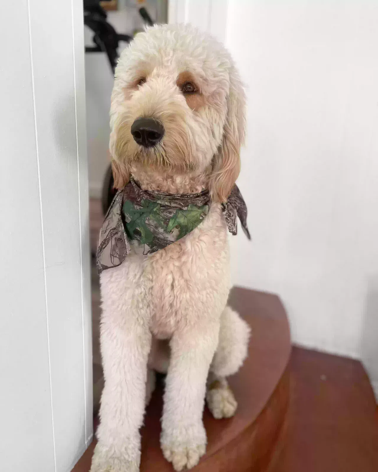 Lost dog in Downey, CA, 90241