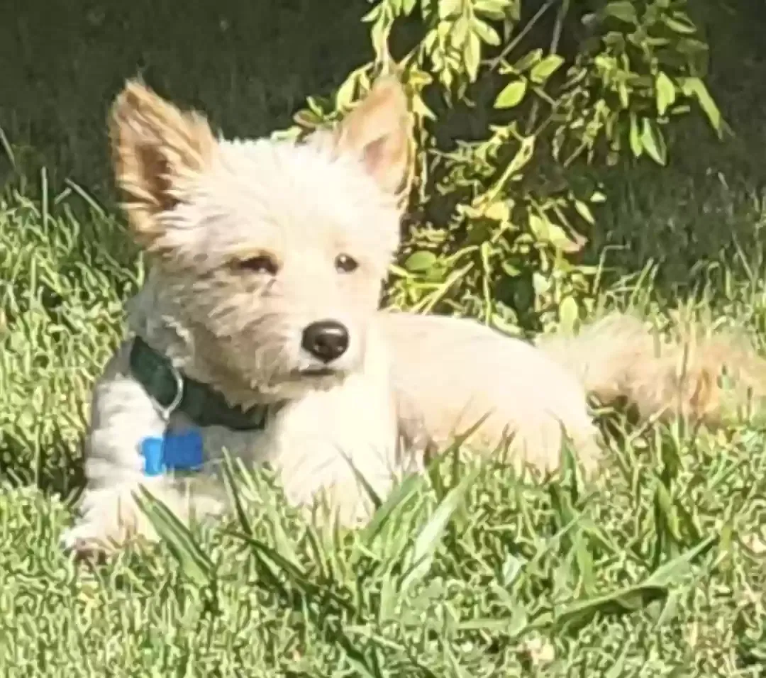 Lost dog in Buckeye, AZ, 85326