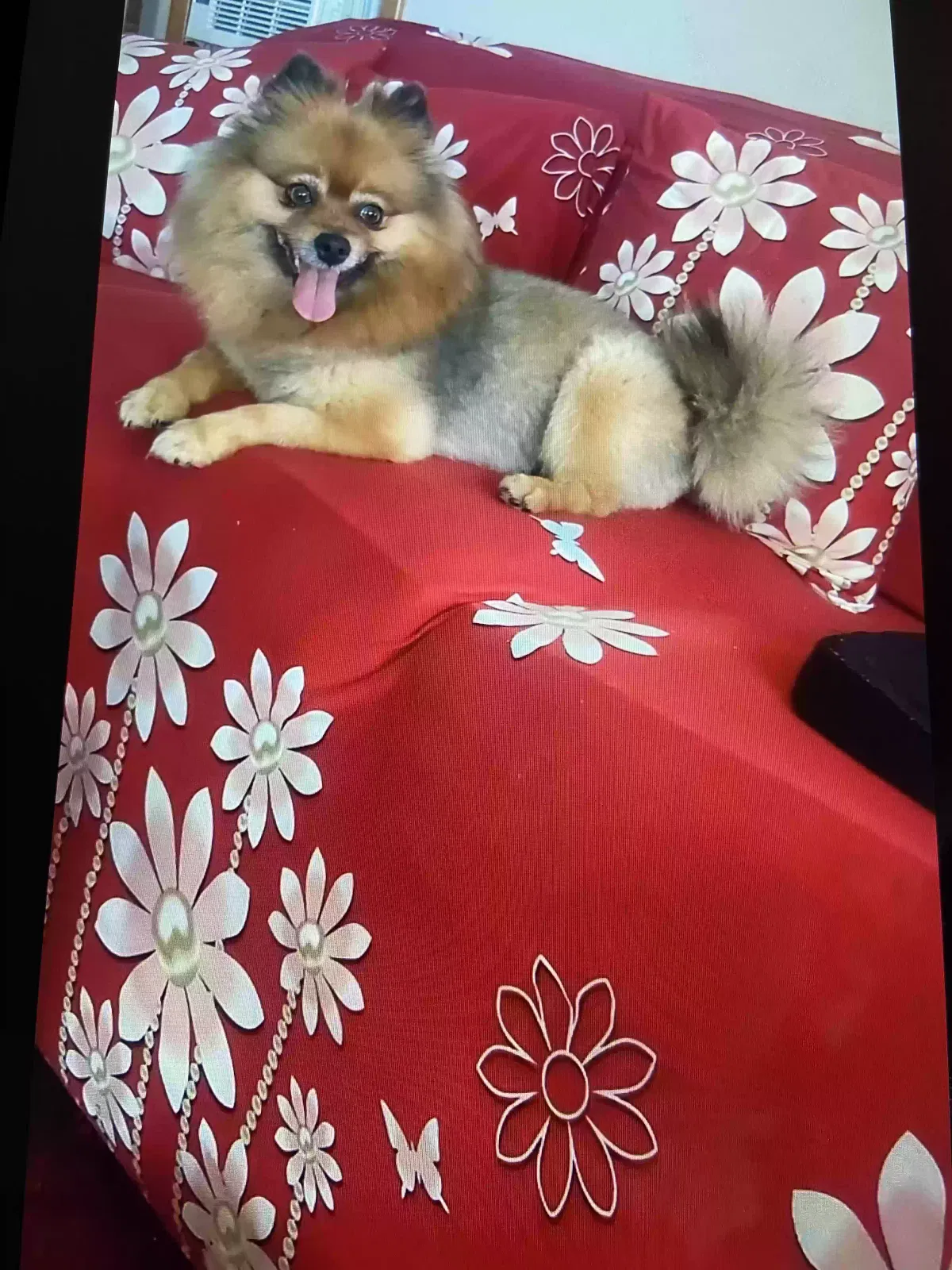 Lost dog in Detroit, MI, 48234