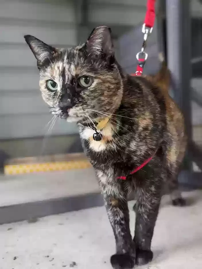 Lost cat in Unknown, OR, 95727