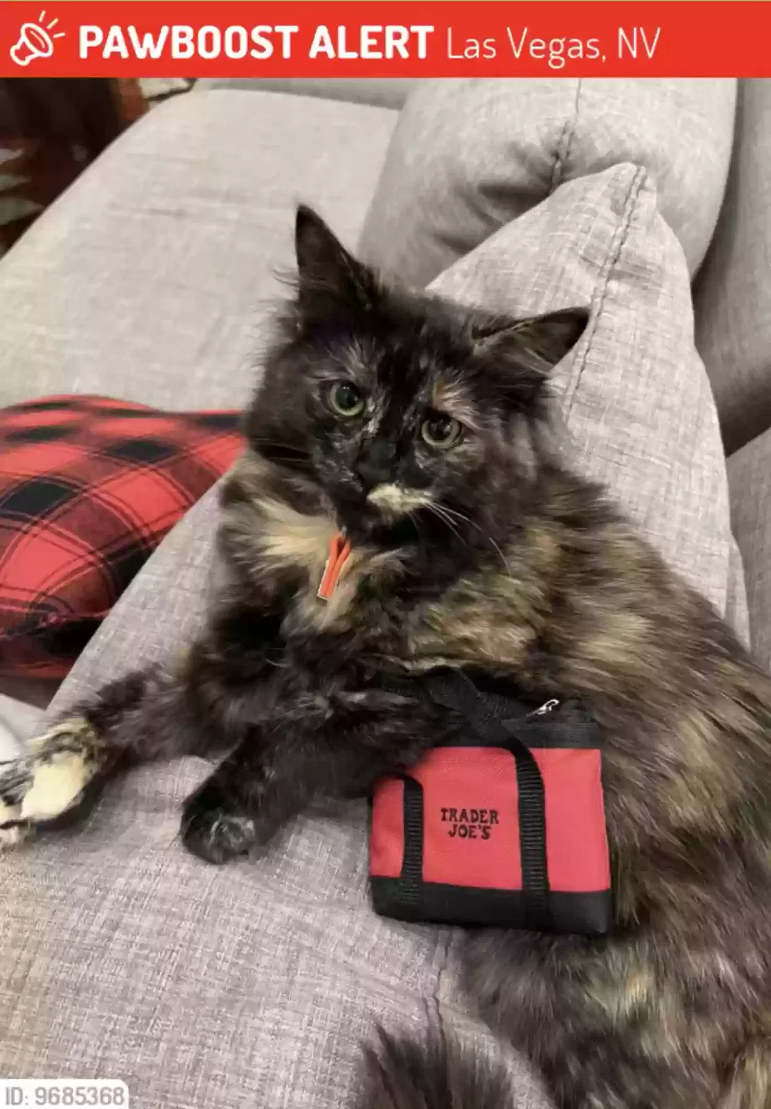 Lost cat in Las Vegas, NV, 89138