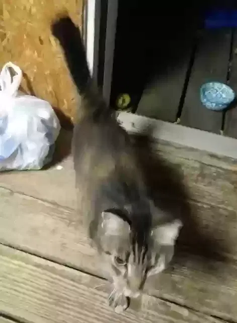 Found cat in Springfield, MO, 65803