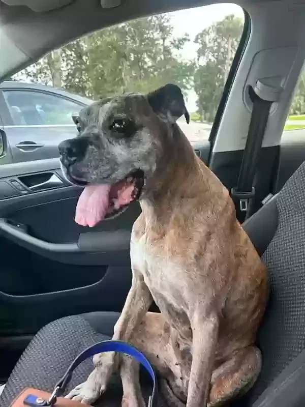 Lost dog in Port Orange, FL, 32127
