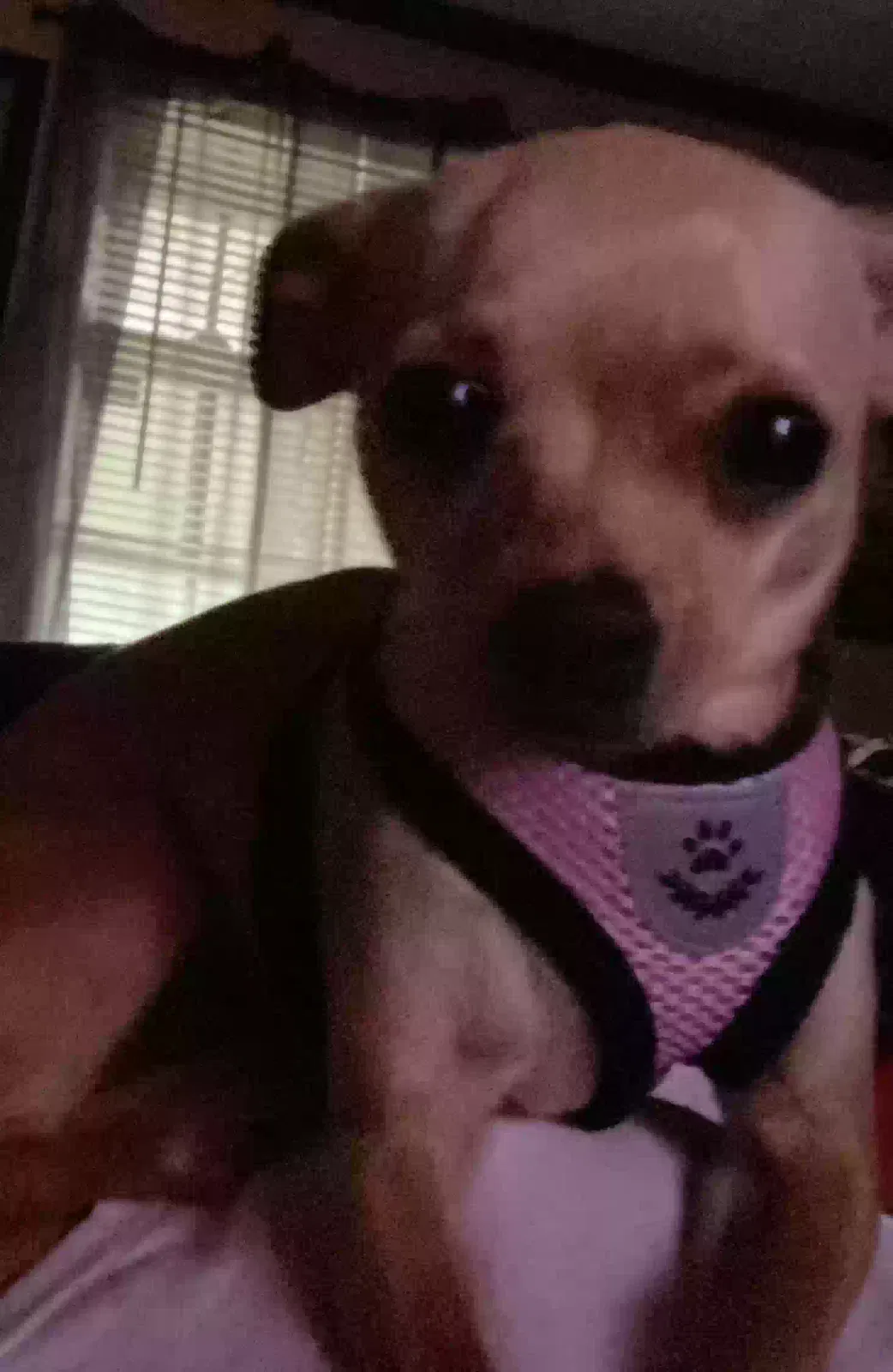 Lost dog in Wilson, NC, 27893