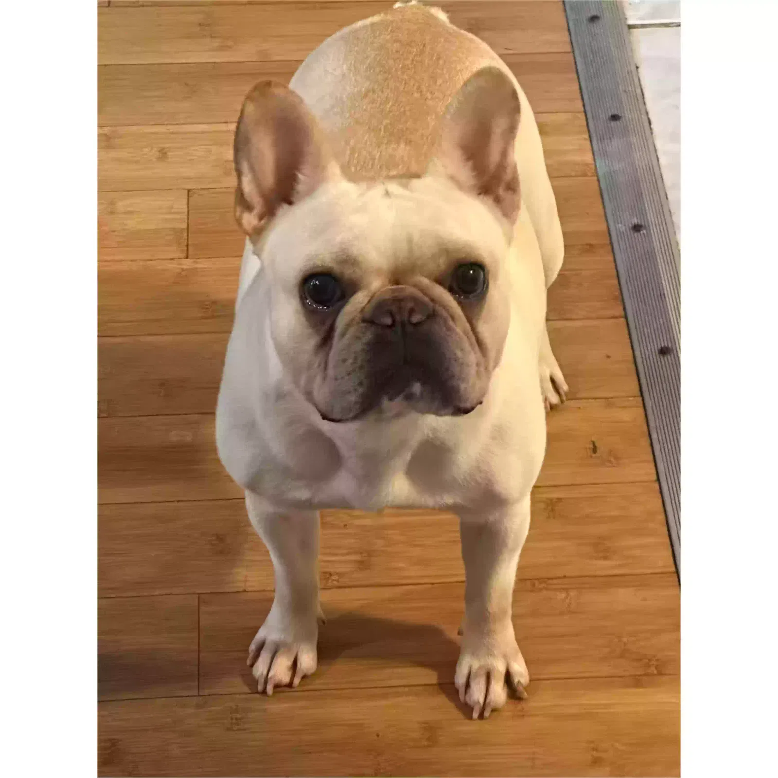 Lost dog in Lawrenceville, GA, 30044