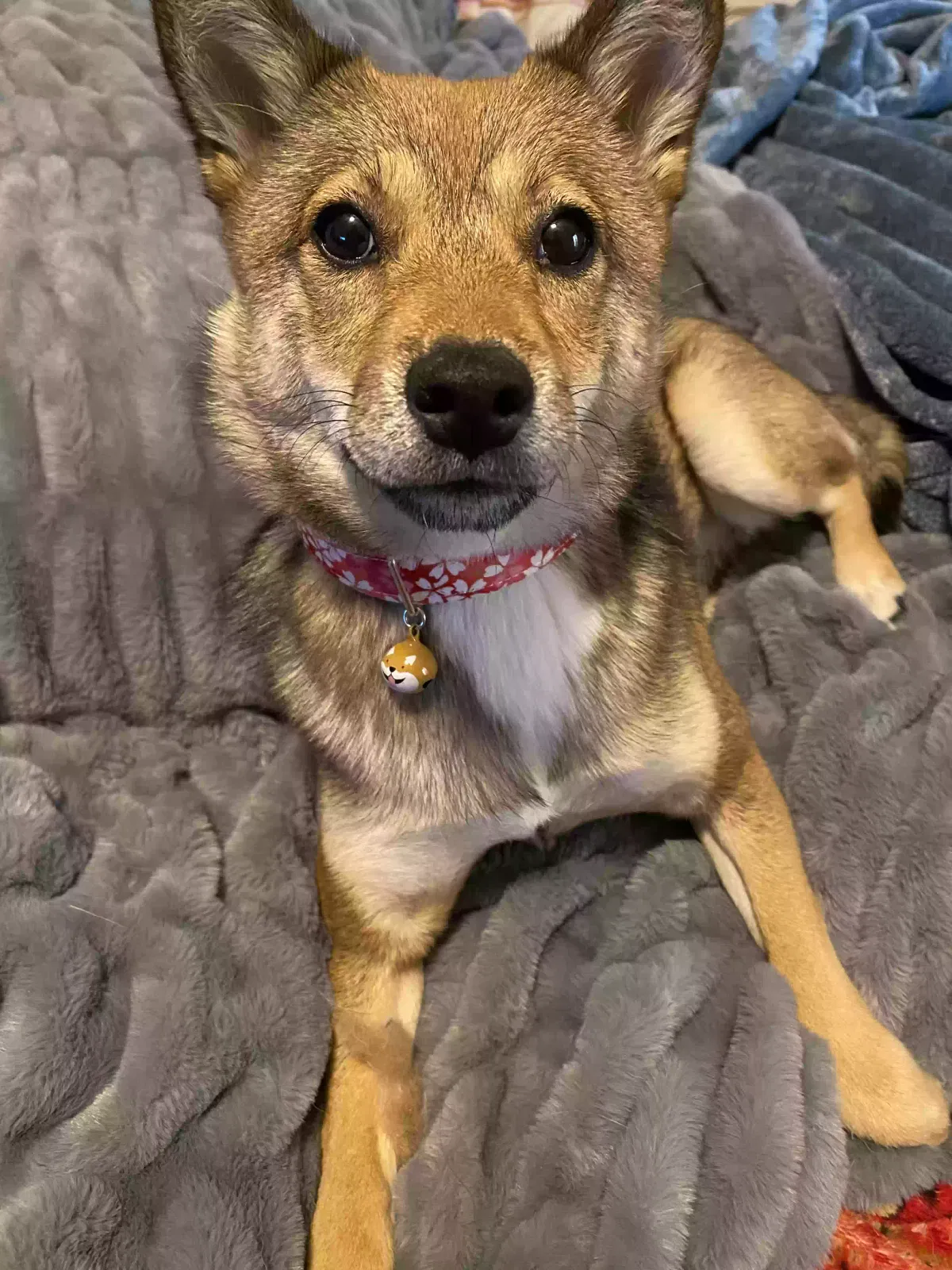Lost dog in Fort Collins, CO, 80526