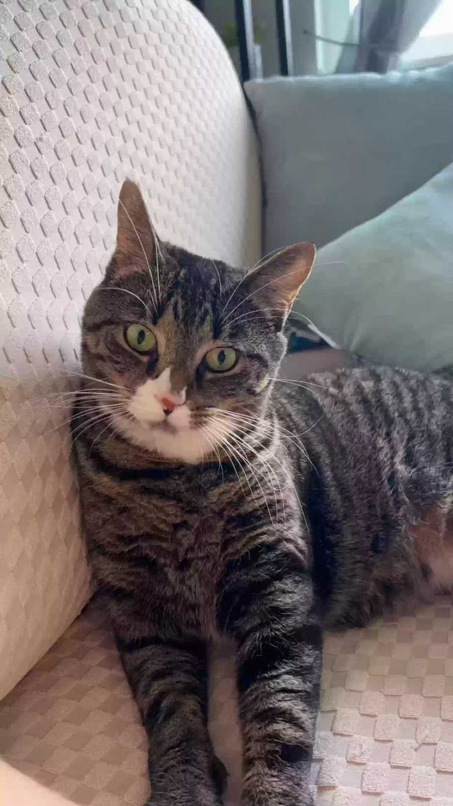 Lost cat in Bristol, CT, 6010