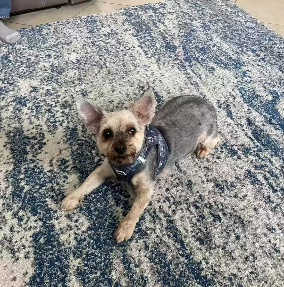 Lost dog in Davenport, FL, 33897