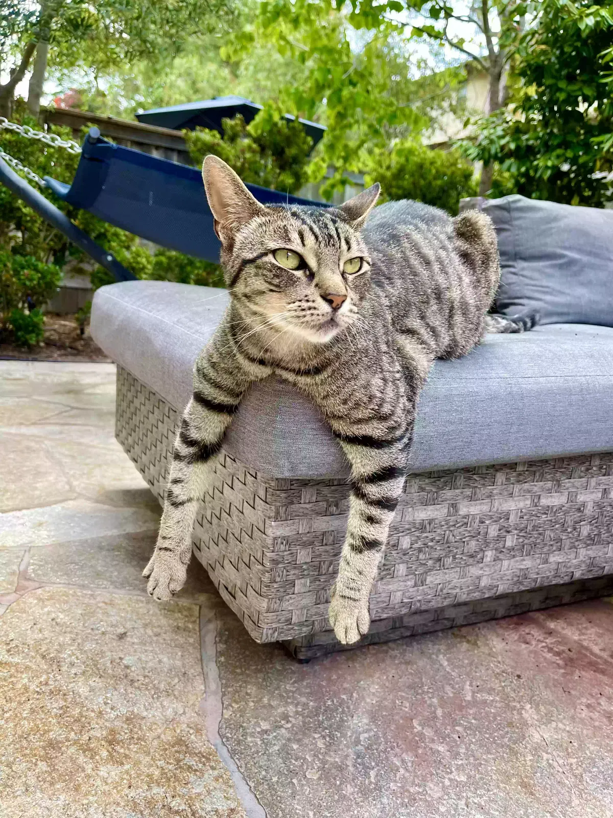 Lost cat in Encinitas, CA, 92024