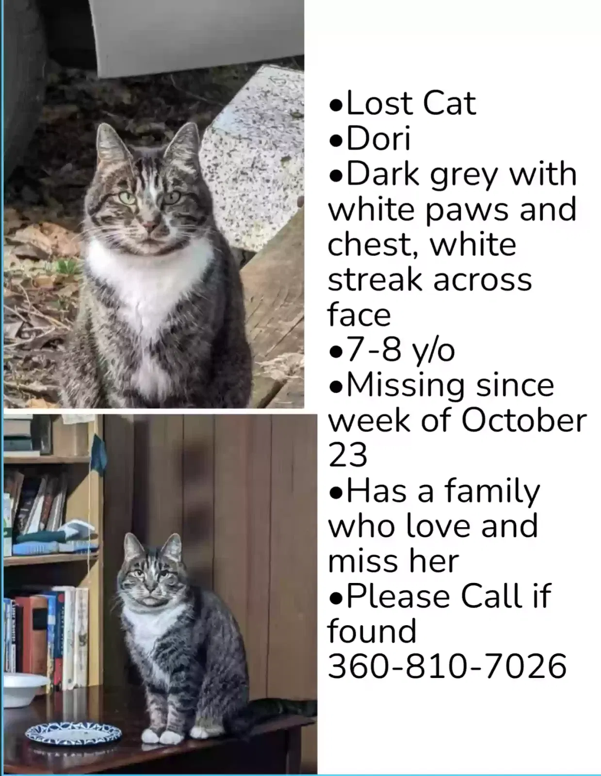 Lost cat in Elma, WA, 98541