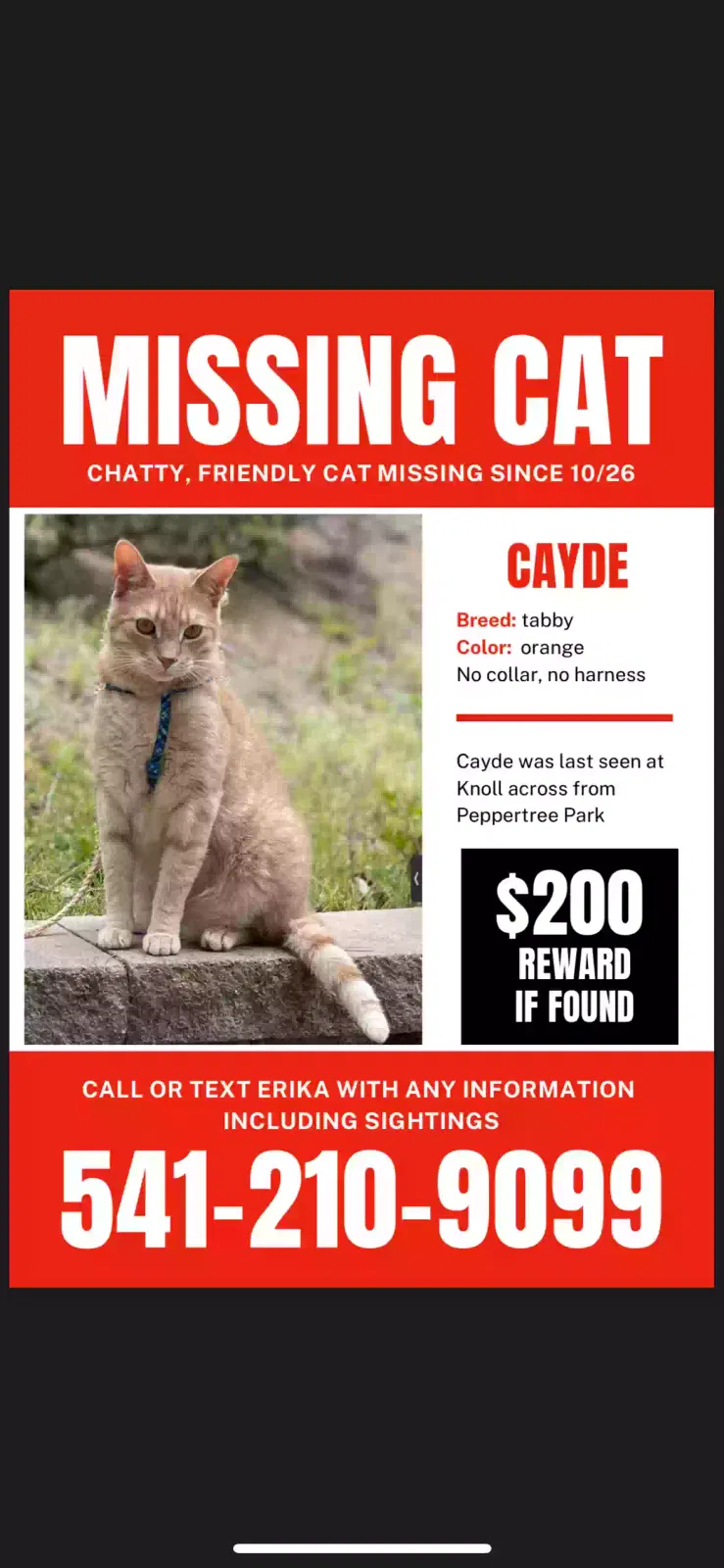 Lost cat in Newbury Park, CA, 91320