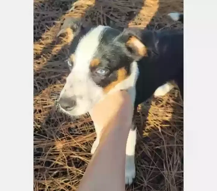 Found dog in Summerdale, AL, 36580