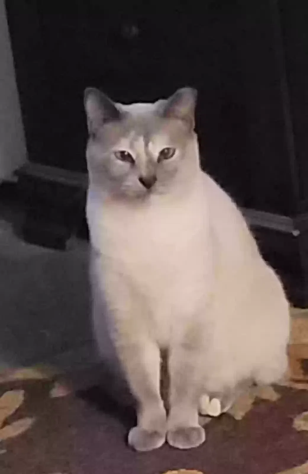 Lost cat in Youngsville, LA, 70592