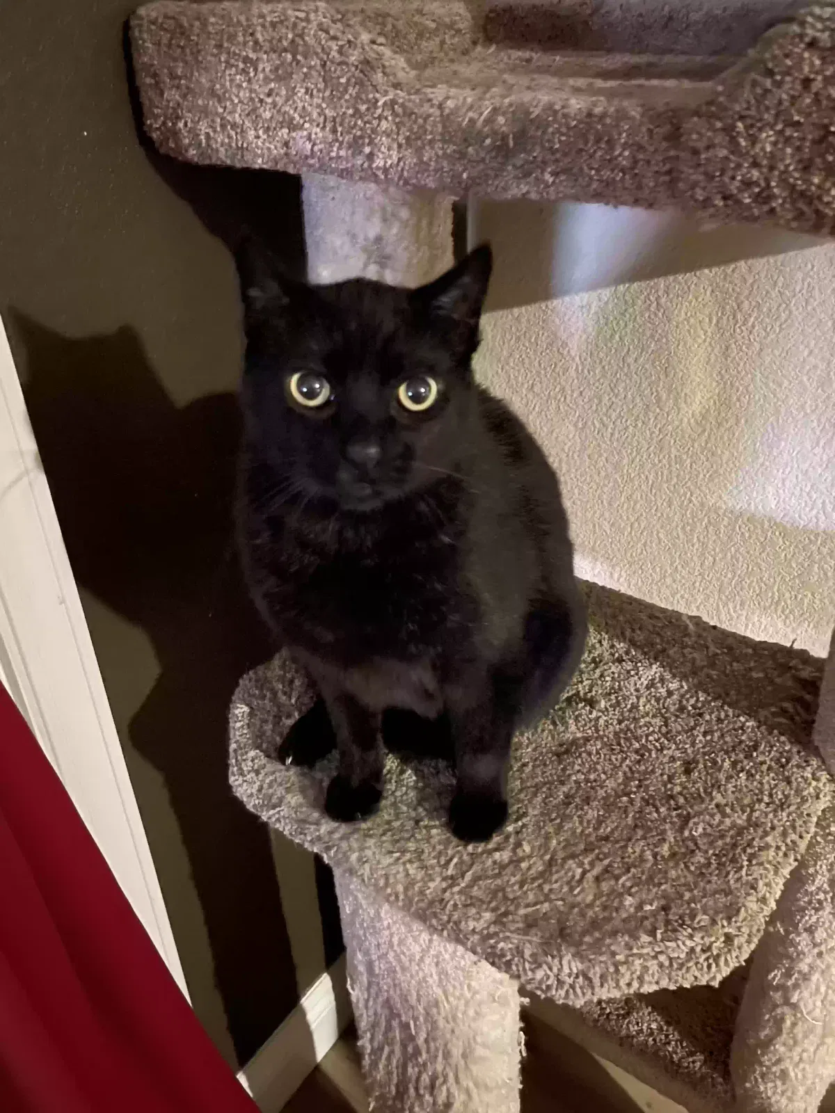 Lost cat in Lincoln, CA, 95648