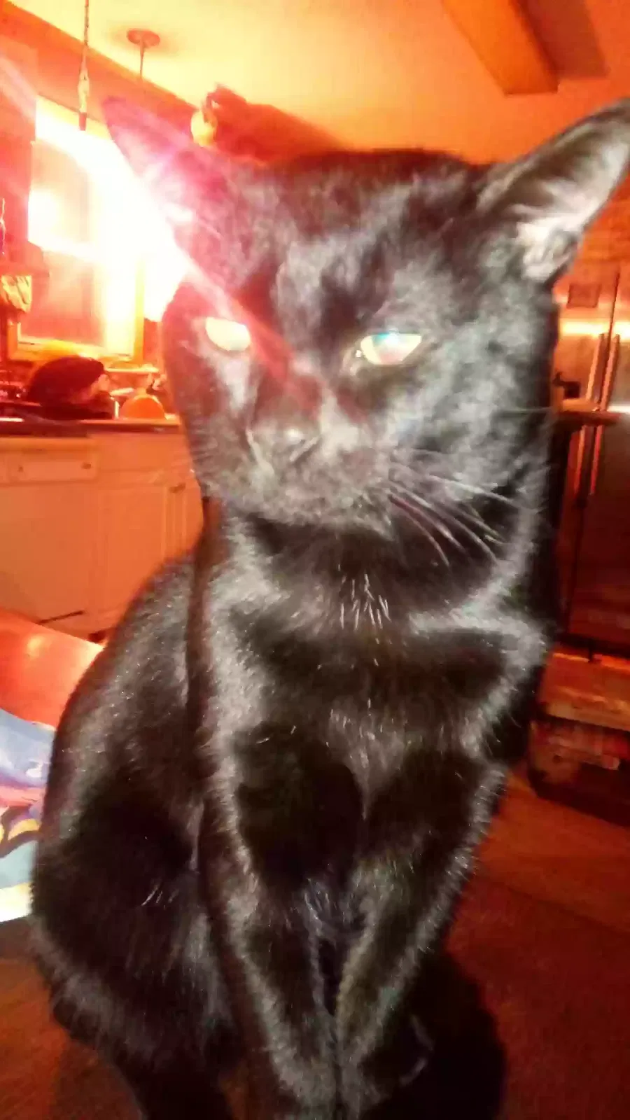 Lost cat in Hickman, TN, 38567