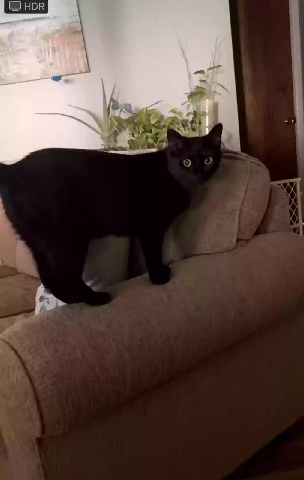 Lost cat in Midland, MI, 48642