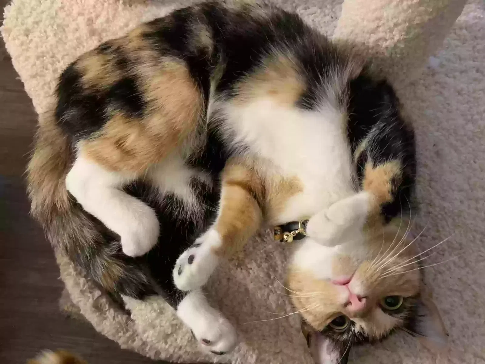 Lost cat in Ankeny, IA, 50021