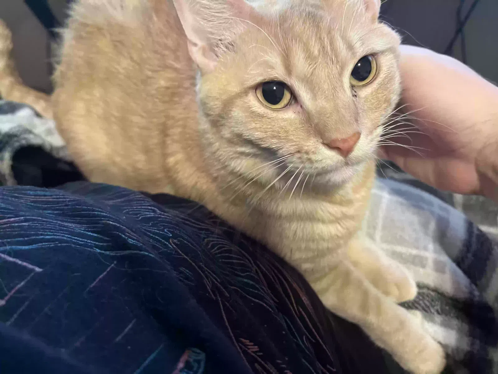 Lost cat in League City, TX, 77573