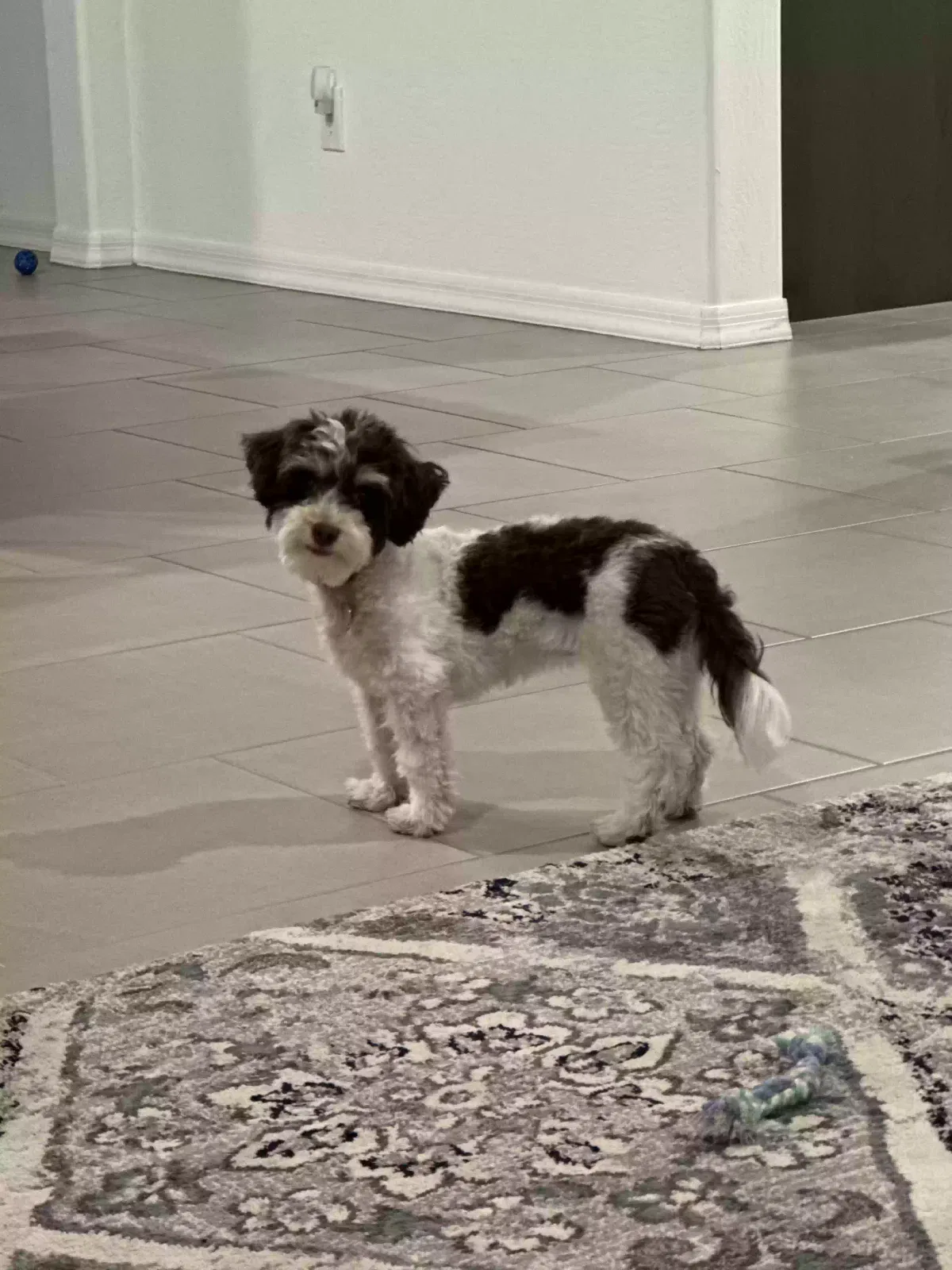 Lost dog in Laveen, AZ, 85339