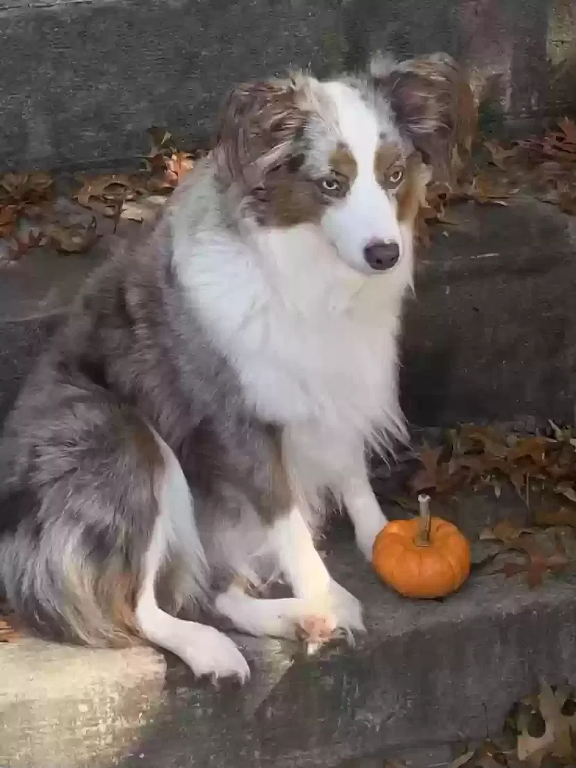 Lost dog in Rockville, MD, 20850