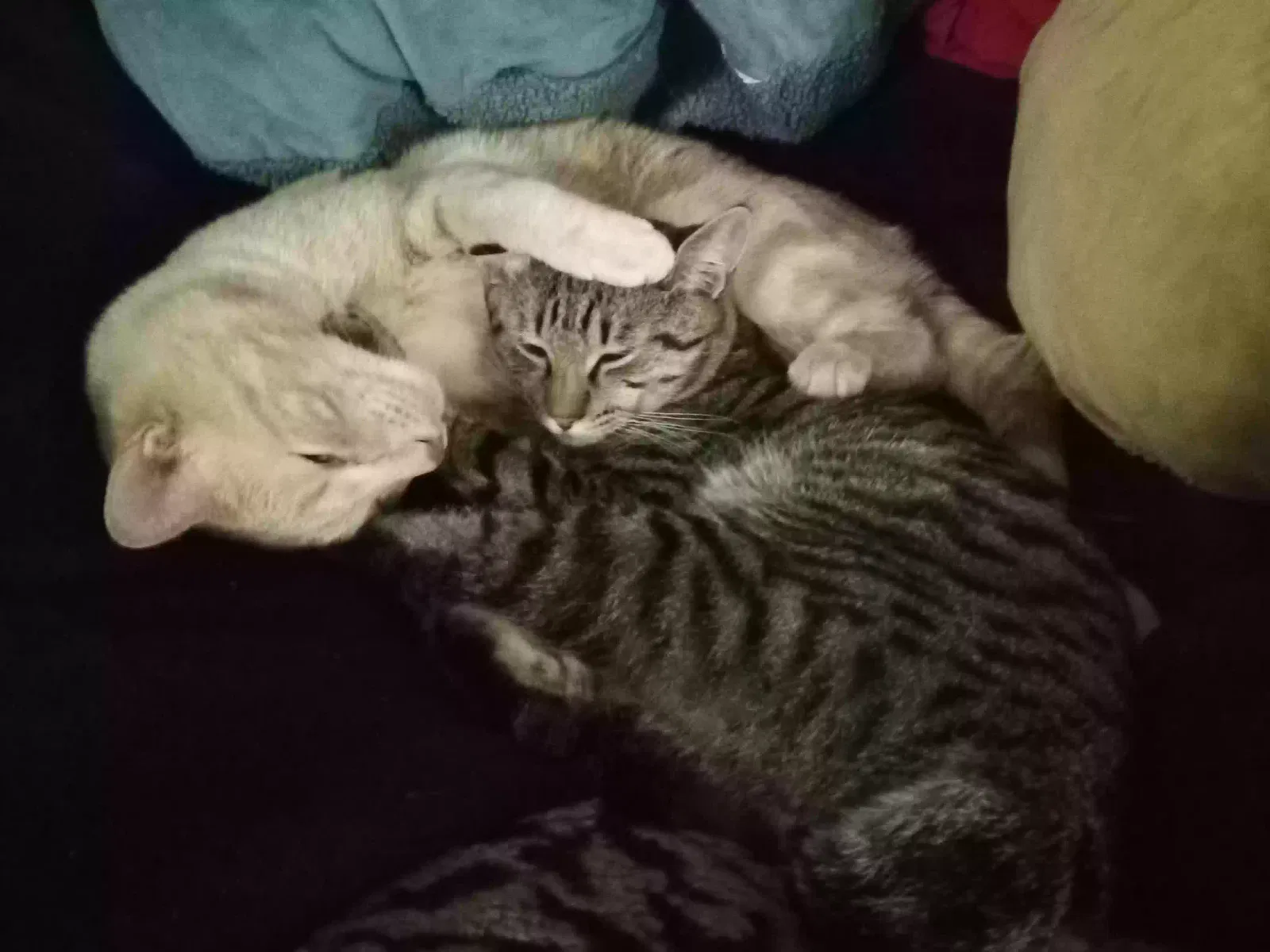Lost cat in Vancouver, WA, 98662