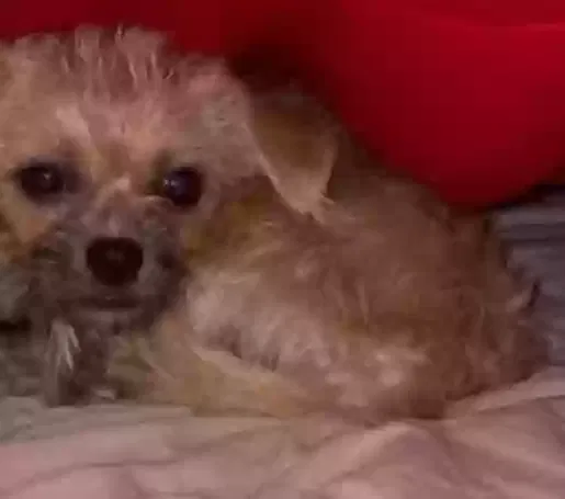 Lost dog in Port Saint Lucie, FL, 34952
