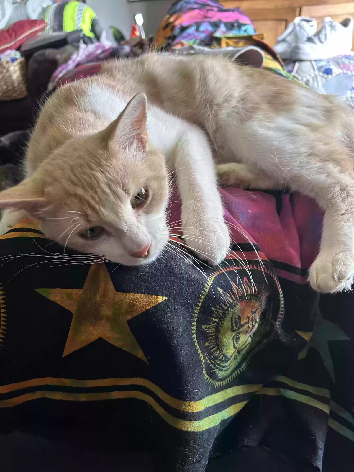 Lost cat in Conyers, GA, 30012