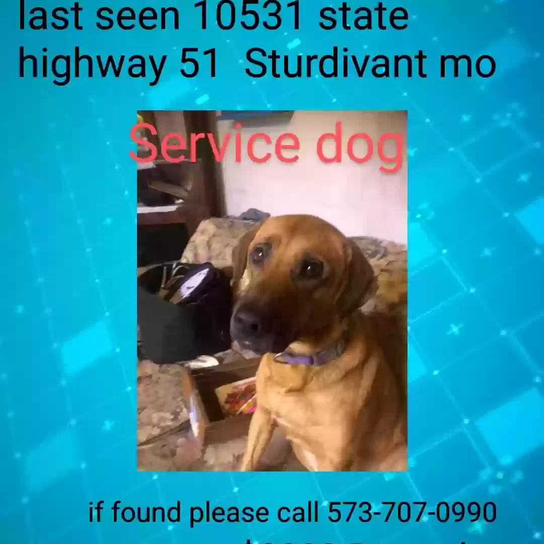 Lost dog in Unknown, MO, 63982
