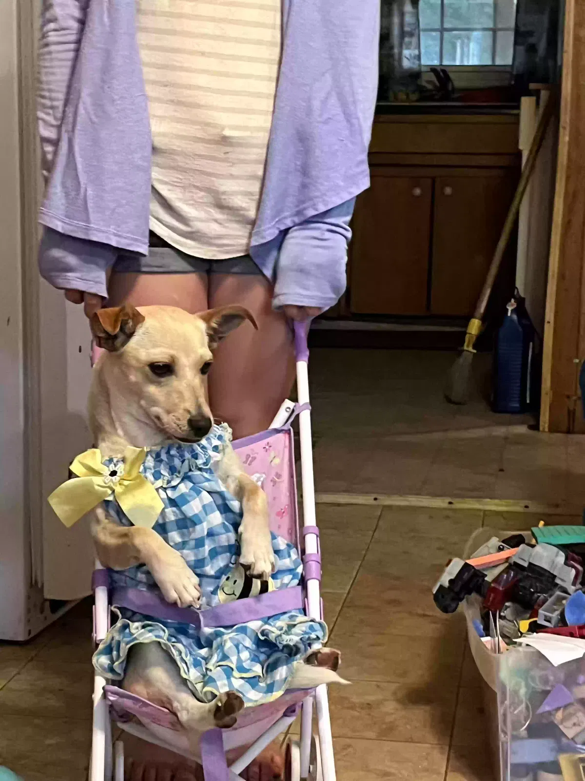 Lost dog in Moore, SC, 29369