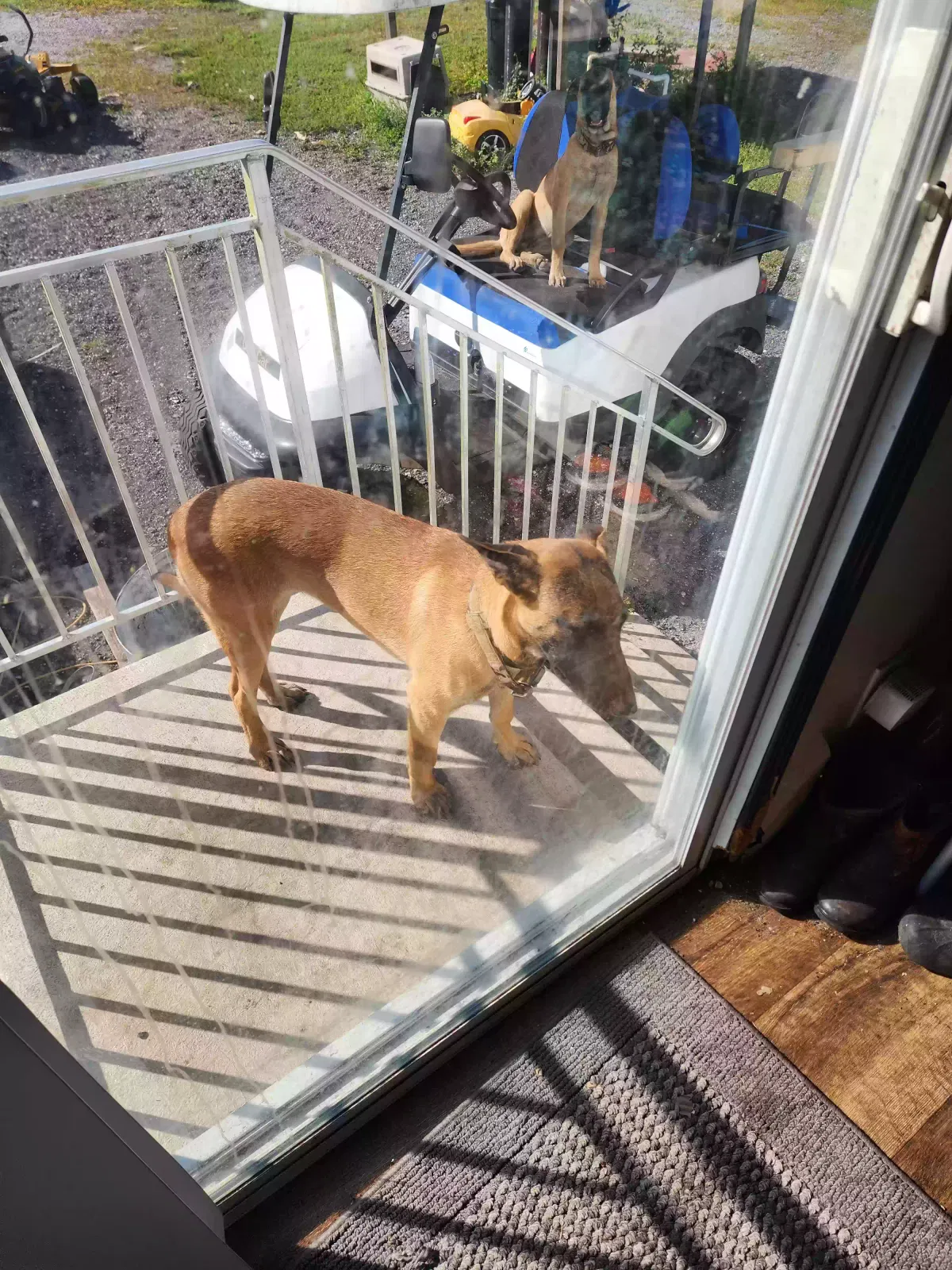 Lost dog in Clewiston, FL, 33440