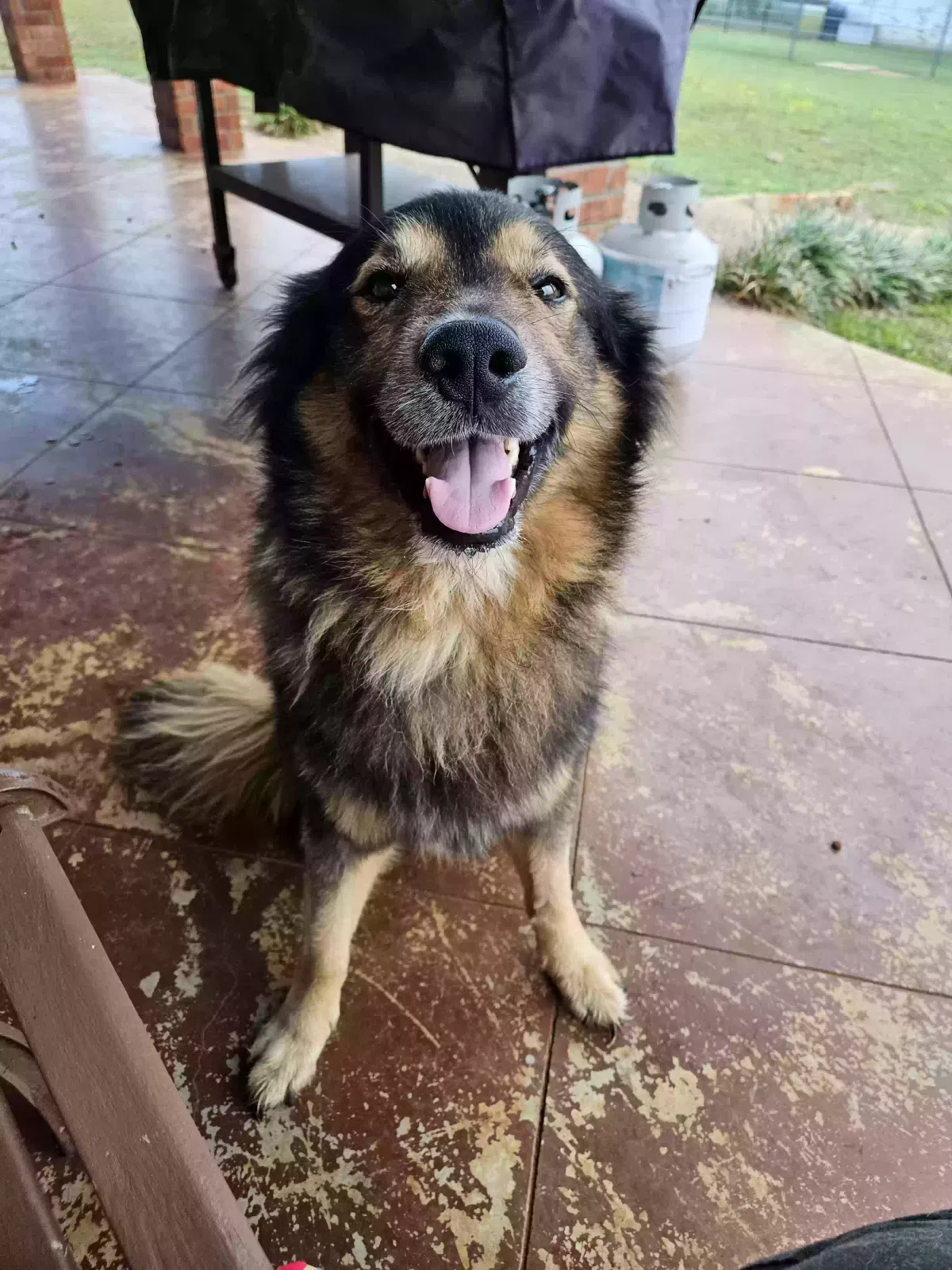 Found dog in Palestine, TX, 75801