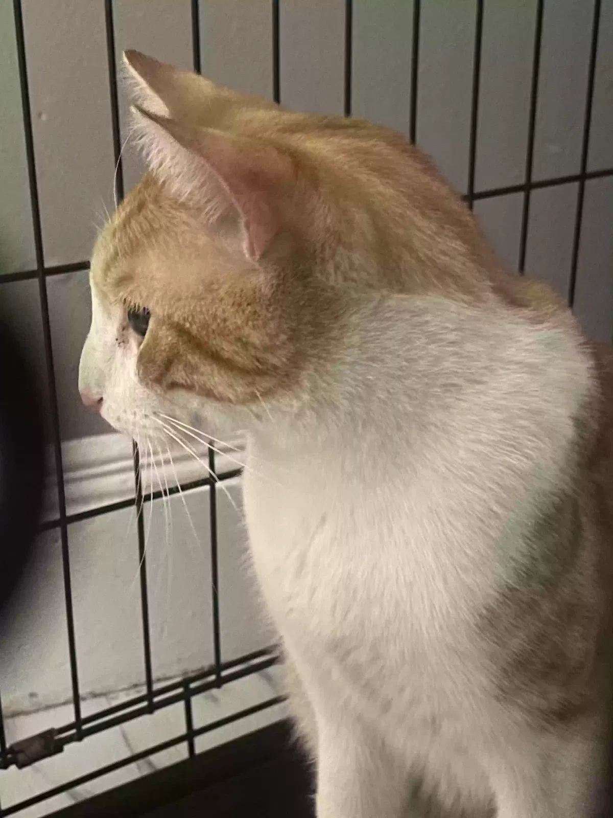 Lost cat in Brooklyn, NY, 11235