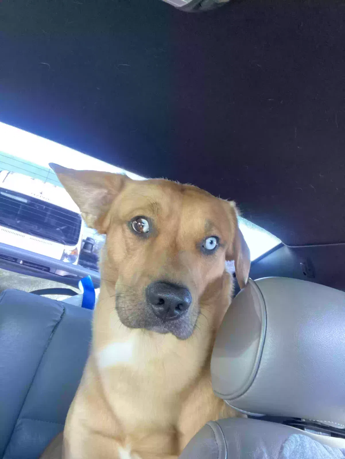 Lost dog in Fort Collins, CO, 80524