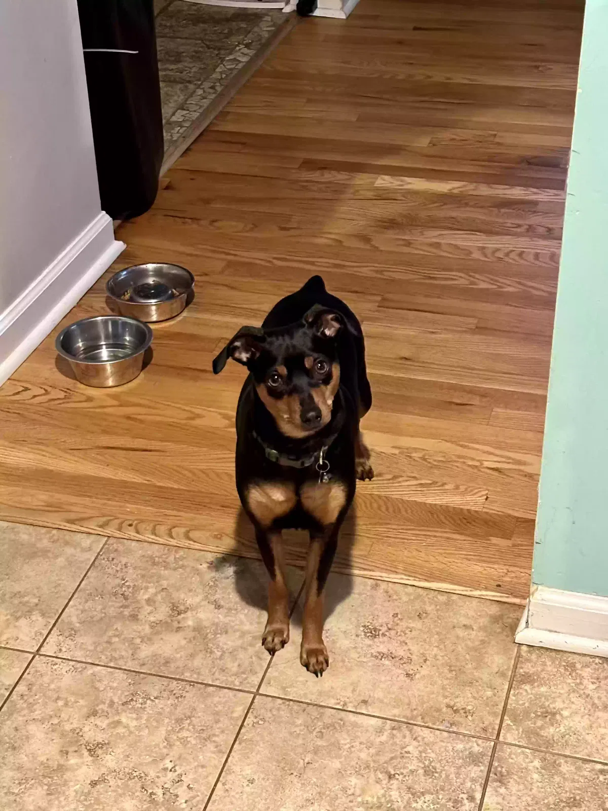 Lost dog in Montpelier, VA, 23192