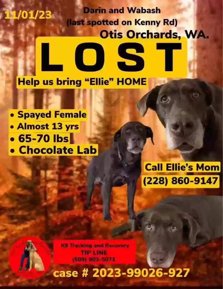 Lost dog in Otis Orchards, WA, 99027