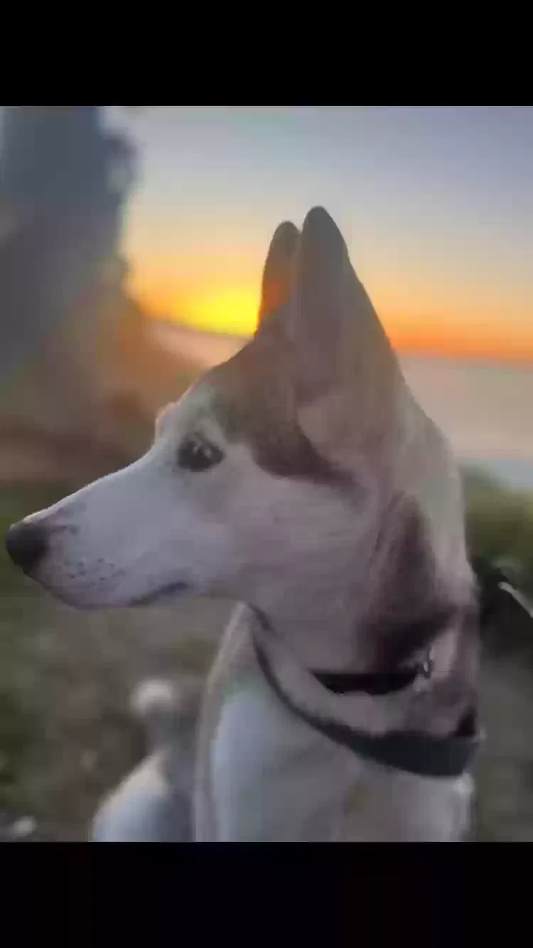 Lost dog in Los Angeles, CA, 90022