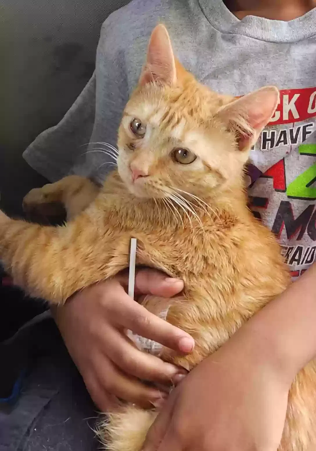 Lost cat in Rocky Point, NC, 28457