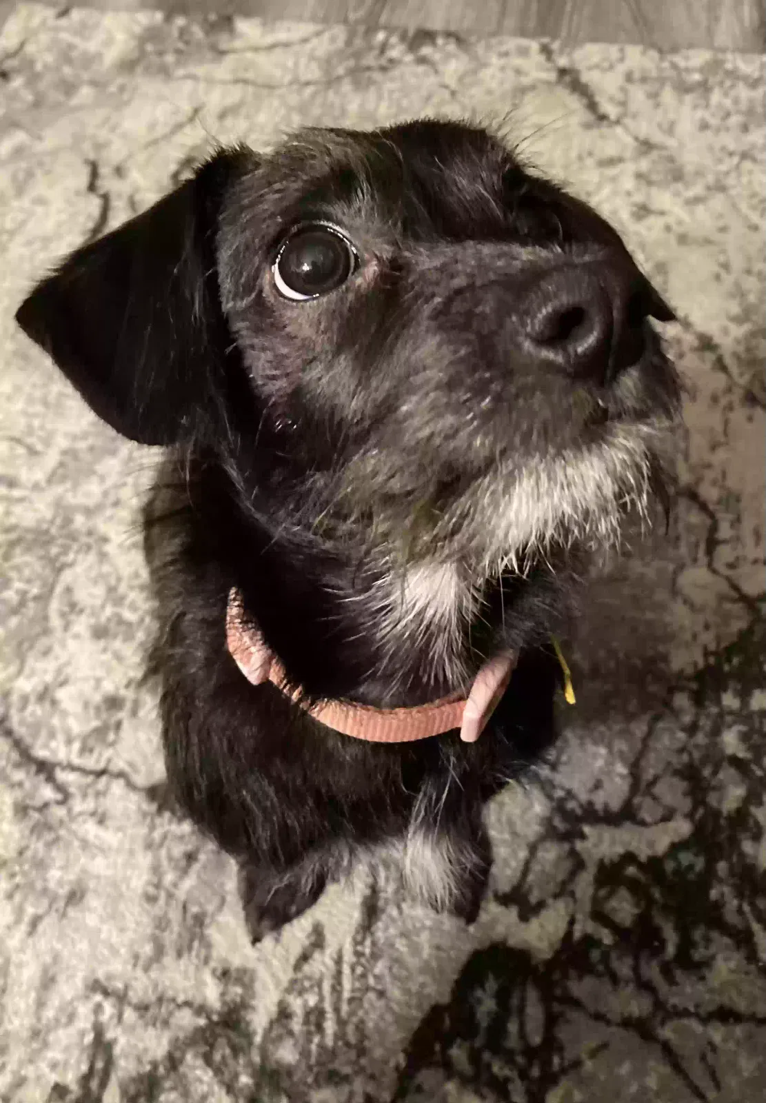 Lost dog in Pasadena, CA, 91107