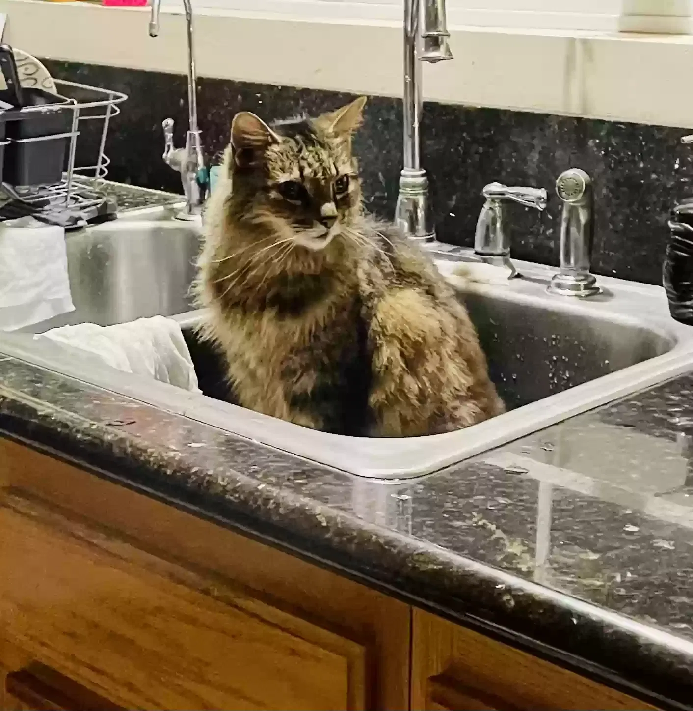 Lost cat in North Hollywood, CA, 91605